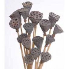 LOTUS PODS MINI Natural 12"